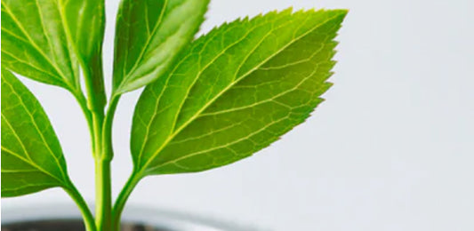 A close up image of a green plant with serrated leafs. 